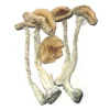 Buy PE 6 Magic Mushrooms