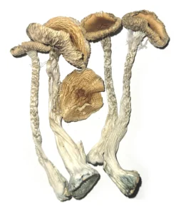 Buy PE 6 Magic Mushrooms