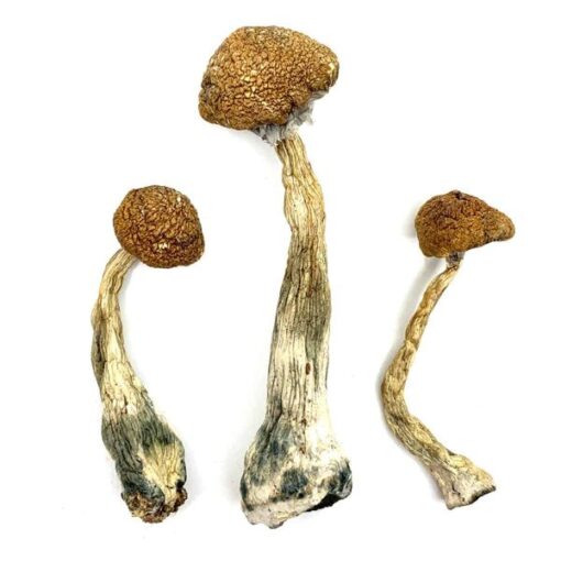 Buy Wavy Cap Magic Mushrooms